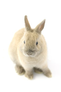 bunny